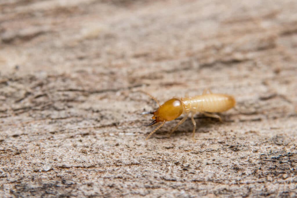comment reconnaître le termite bois