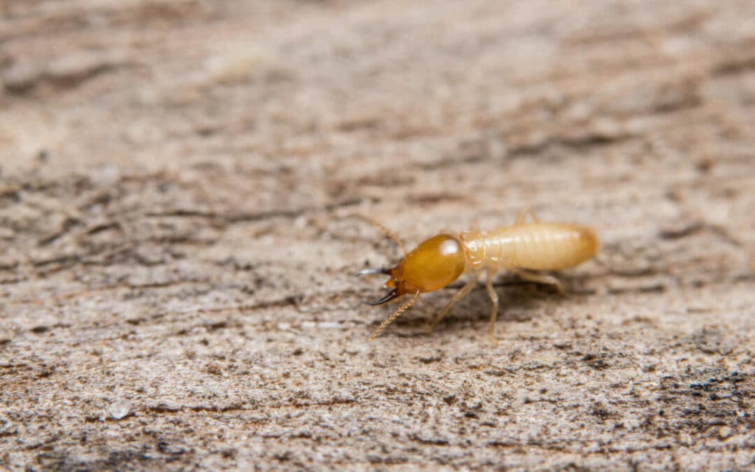 Qu’est-ce qui attire les termites ?