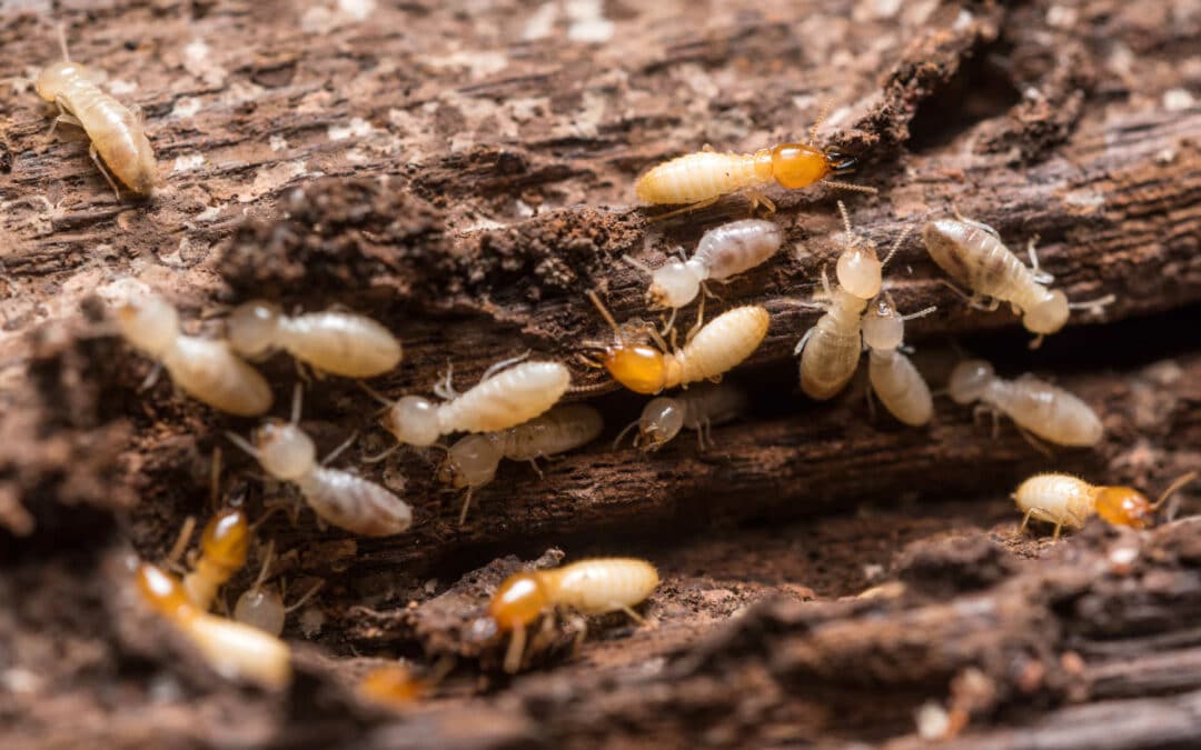 Les différents types de termites souterrains