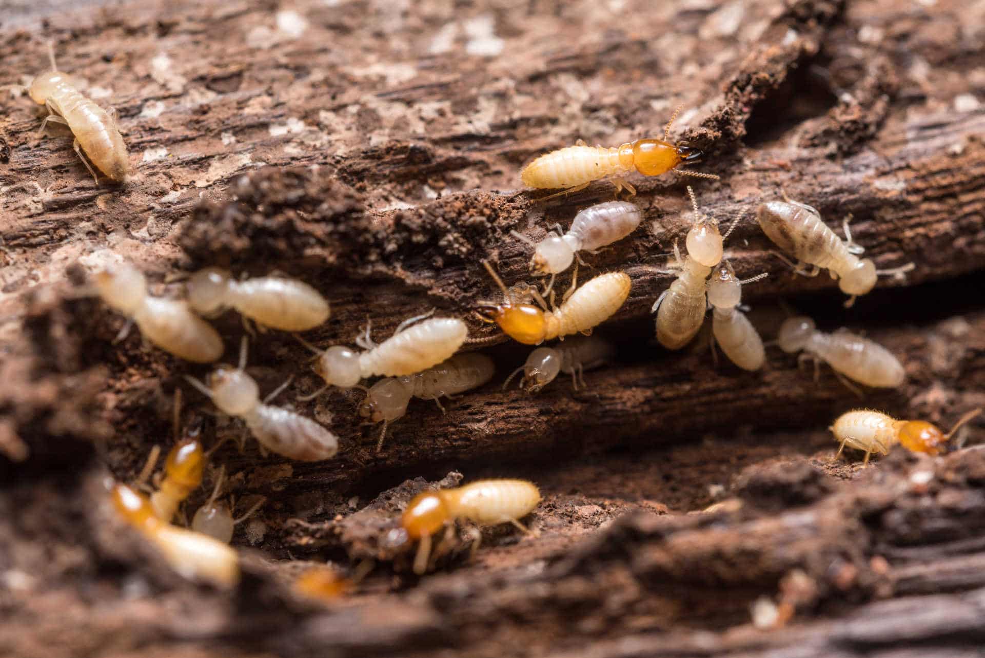 le termite bois le reconnaître pour mieux le traiter