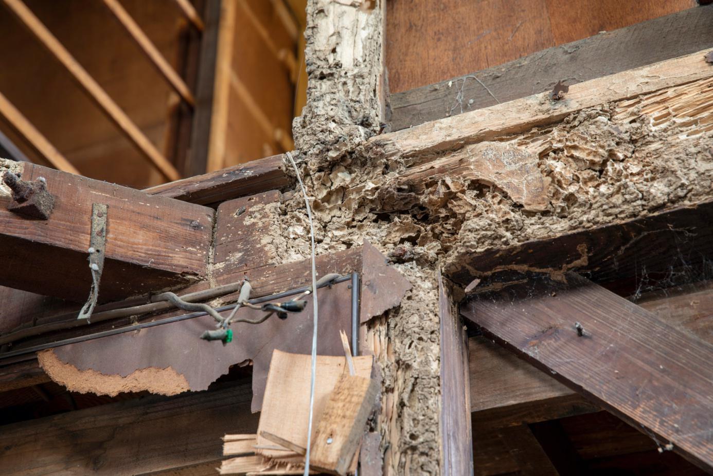 reconnaître les dégâts du termite bois