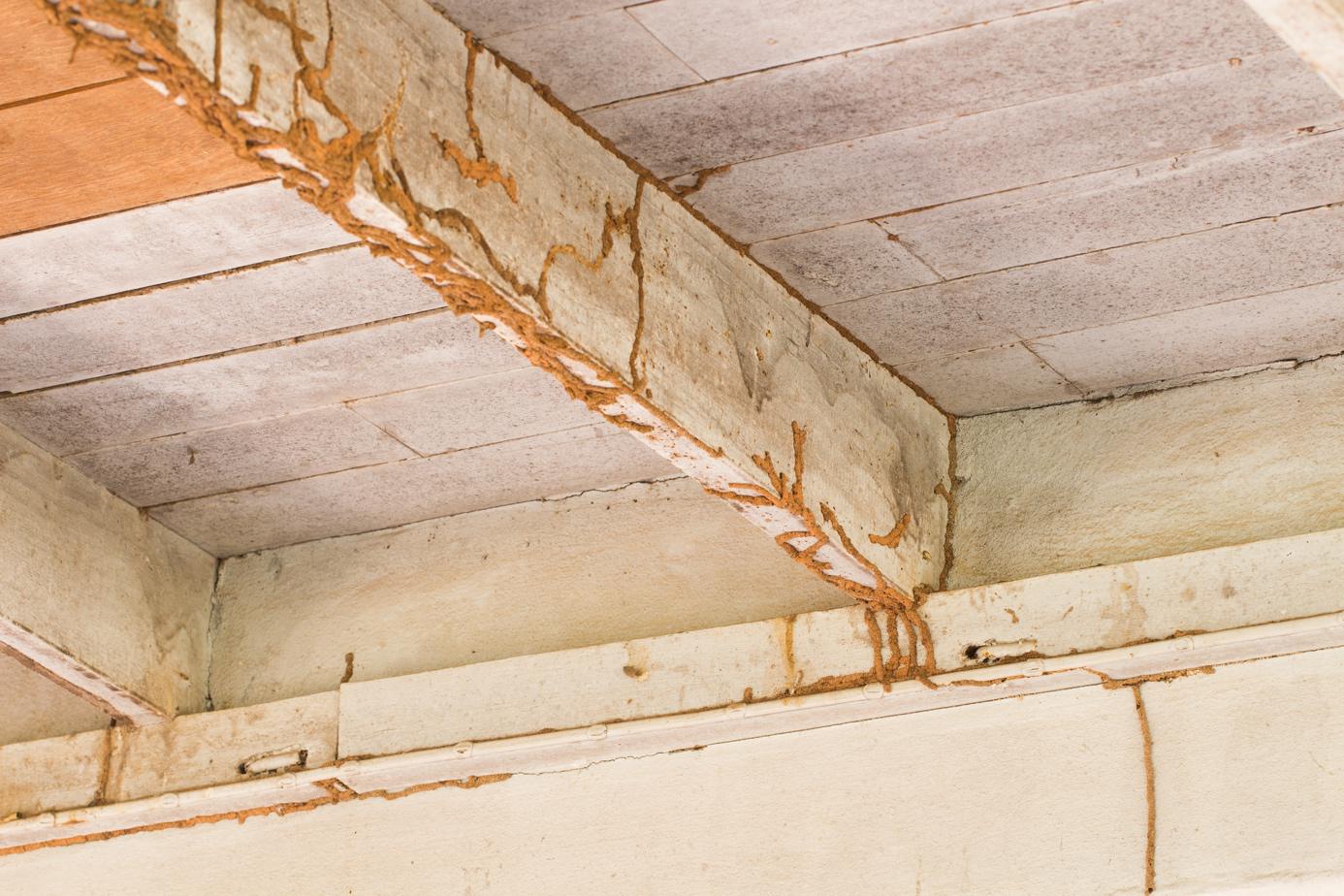 Les cordonnets, signes de présence pour diagnostiquer les termites de bois.