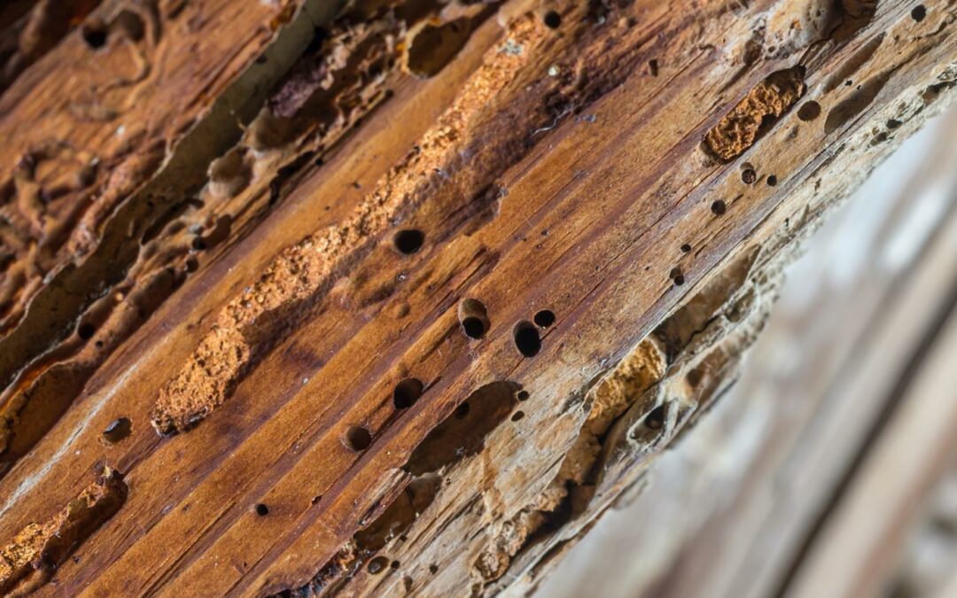 Est-ce grave d’avoir des termites ?