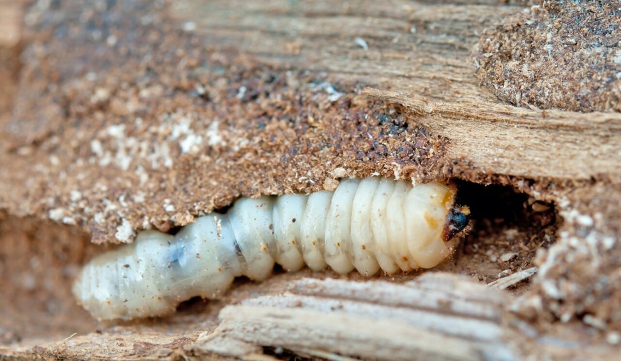 Vrillette Du Pain Comment Sen Debarrasser La petite vrillette du bois - Termite Bois