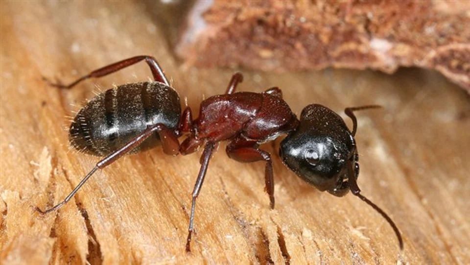 fourmi charpentière