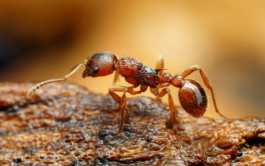 La fourmi « électrique » est désormais en France